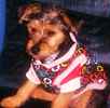 Jack the Yorkie Russell