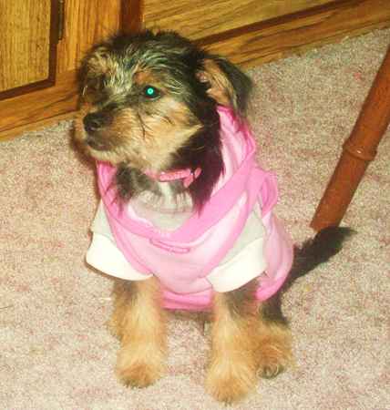 Phoebe the Yorkie Russell