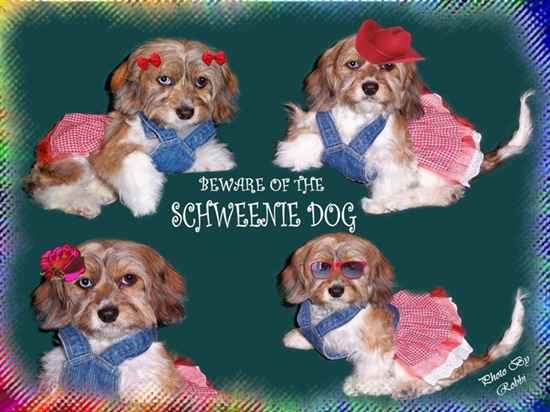 Shiweenie Dog the Shih Tzu Mix