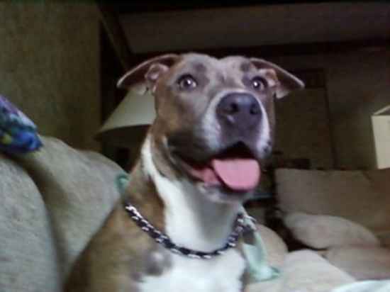 Mahoney the American Pit Bull Terrier Mix