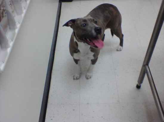 Mahoney the American Pit Bull Terrier Mix