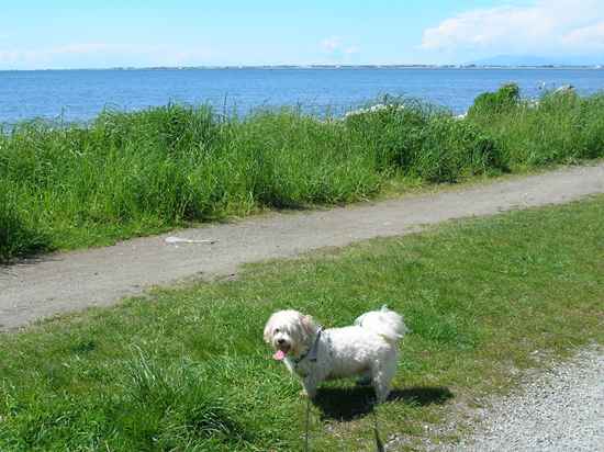 Cuddles the Maltese Mix