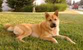 rocko the German Shepherd Dog Mix