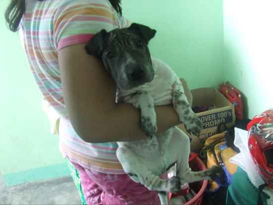 Mok-Mok the Chinese Shar-Pei Mix