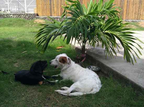 Ganda the Bearded Collie Mix