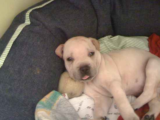 shar pei and chihuahua mix