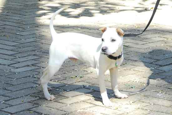 Fritz the Chinese Shar-Pei Mix