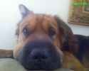 Chewy the Chow Pei