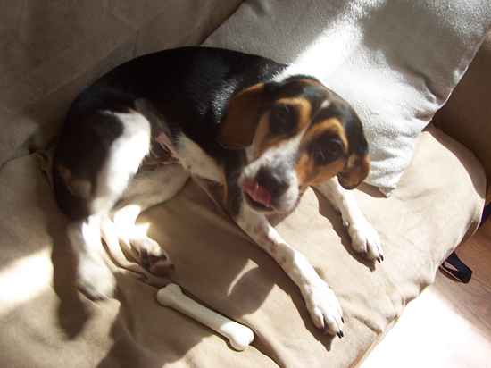 beagle pointer mix for sale