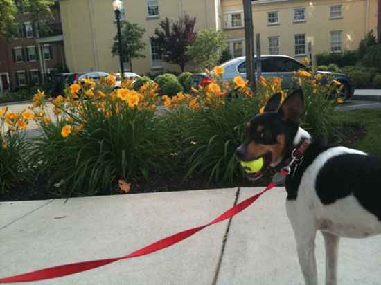 Cosmo the Rat Terrier Mix