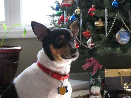 Cosmo the Rat Terrier Mix