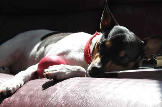 Cosmo the Rat Terrier Mix