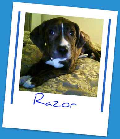 RAZOR the Pit Bull Mix