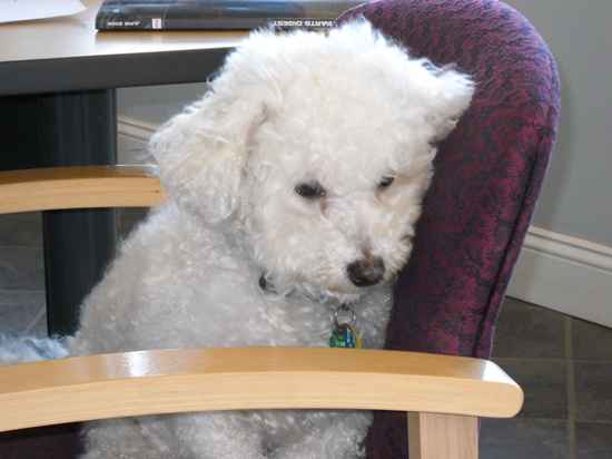 Jo Jo  the Bichon Frise Mix