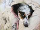 Lucy the English Setter Collie