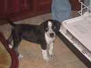 Louie the Boglen Terrier