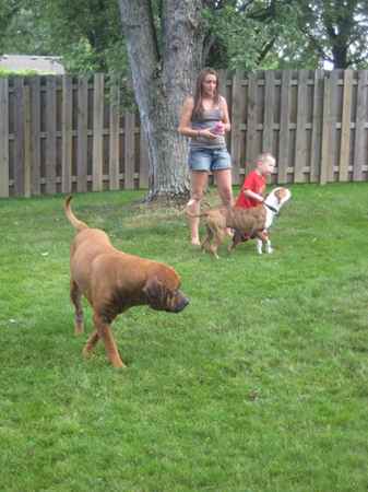 rocky  the Bullmastiff Mix