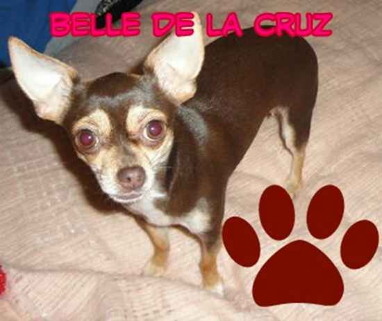 Belle De La Cruz the French Bullhuahua