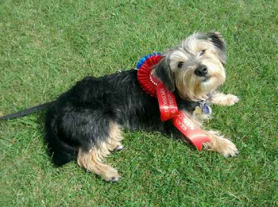 Toby the Australian Terrier Mix