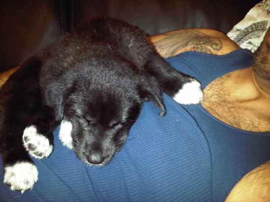 Champ the Labrador Husky Mix