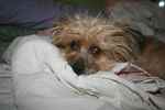 FooFoo the Silky Terrier Mix