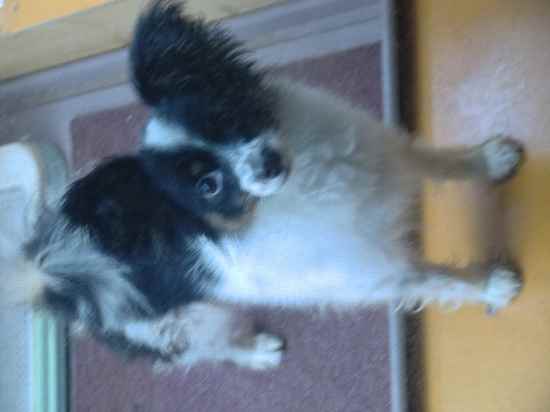 Lime the Papillon Mix