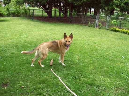 Whitney the German Shepherd Dog Mix