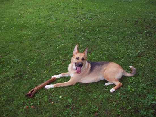 Whitney the German Shepherd Dog Mix