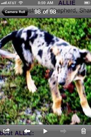 Augustine the Catahoula Mix