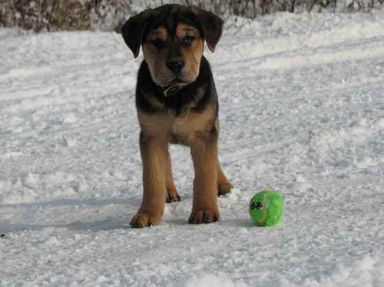 Bentley the Bullmastiff Mix