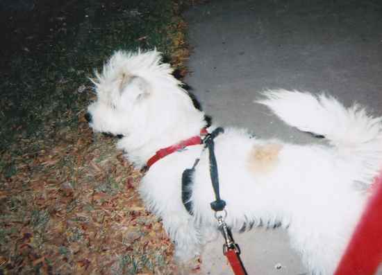 Laci  the Brussels Griffon Mix