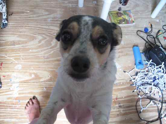Jiffy the Jack Russell Terrier Mix