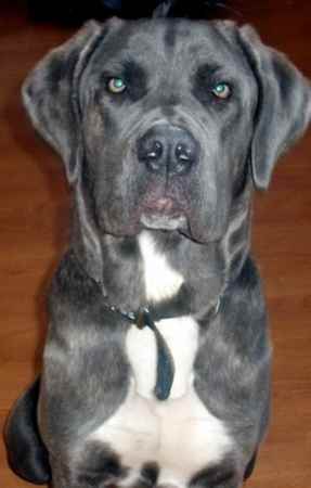 Heimlich(Hemi) the Neapolitan Mastiff Mix