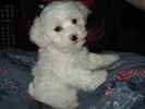 Muse the Bichon Frise Mix