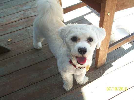 Muse the Bichon Frise Mix