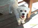 Muse the Bichon Frise Mix