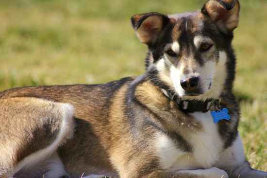 Ernie the Alaskan Husky  Mix