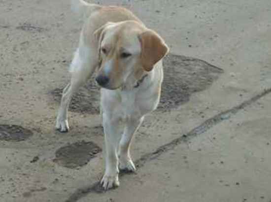 Alfie the Labrador Retriever Mix