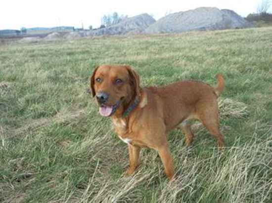 Alfie the Labrador Retriever Mix