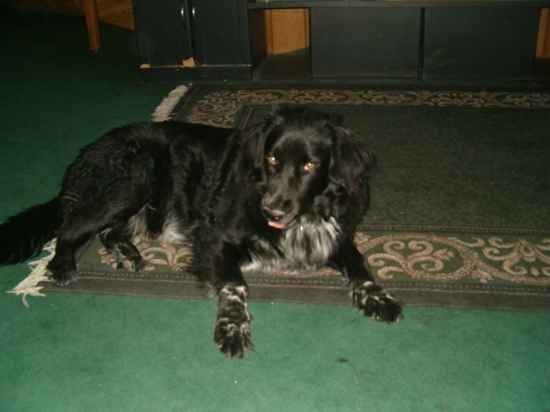 Boomer the Newfoundland Mix