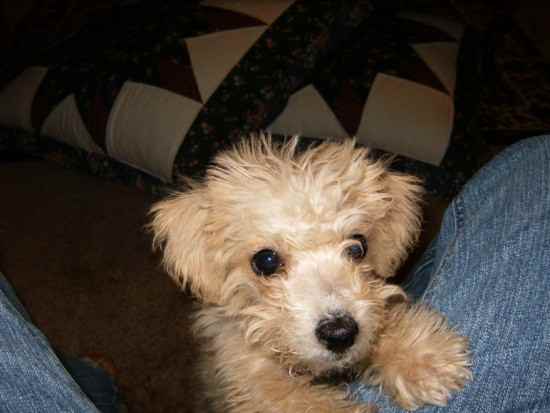 buttercup the Chipoo