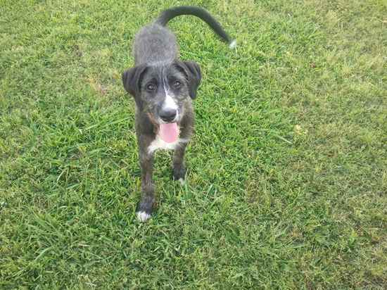 smokey the German Wirehaired Pointer Mix