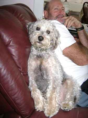 Cooper the Schnoodle