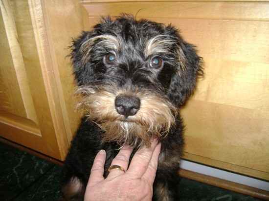 Tucker the Schnoodle