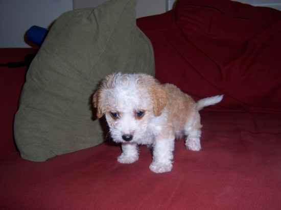 Louie the Chipoo