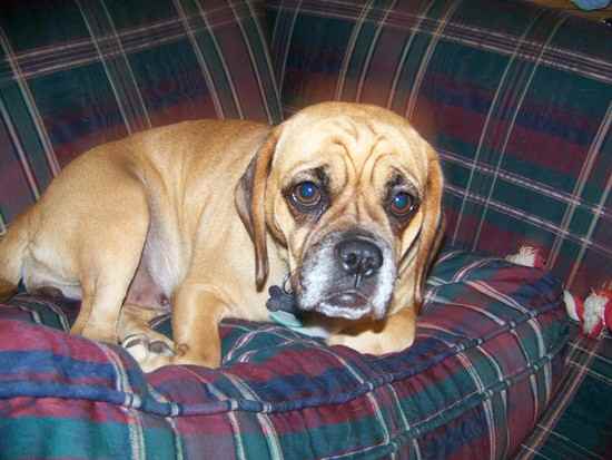 Dolly the Puggle