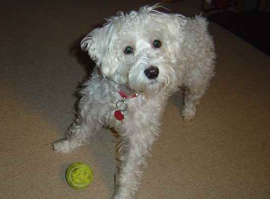 Maisy the Schnoodle