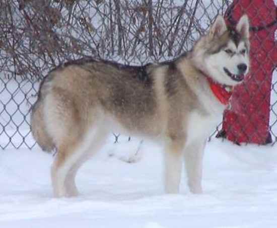 More Siberian Indian Dog Pictures
