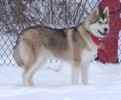 Cody the Siberian Indian Dog