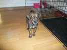 Princess the Boglen Terrier